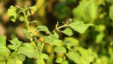 Colorado Potato Beetle Stock Footage 80477234