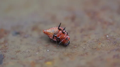 Colorado potato beetle Stock Footage 111953589