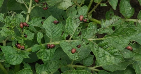 Colorado potato beetle Stock Footage 132324557