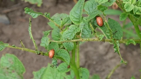 Colorado potato beetle larva eats potato leaves in the garden. Pests and para Stock Footage 120387014