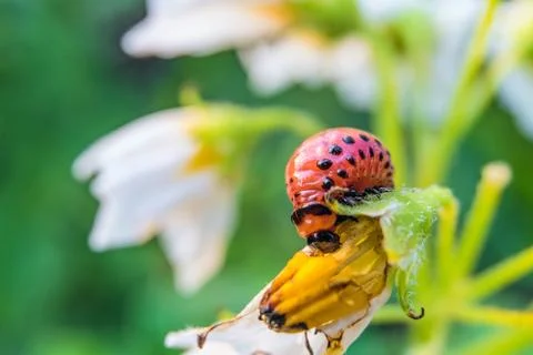 Colorado potato beetle larva eats potato flower. Garden insect pest close-up. Stock Photos