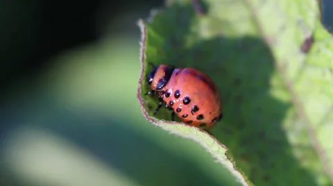 Colorado potato beetle. Larva Stock Footage 33376487