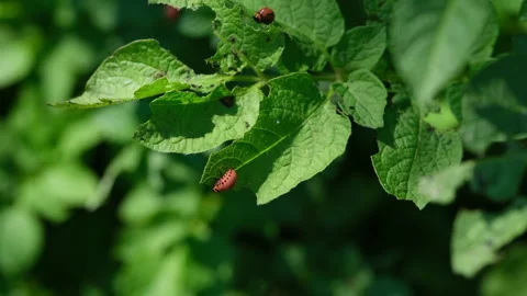 Colorado potato beetle larvae crawling on potato plant leaves. Close-up Vidéo 313834542