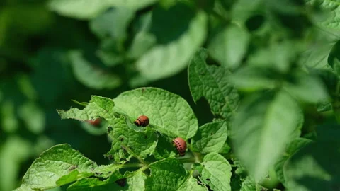 Colorado potato beetle larvae crawling on potato plant leaves Stockbeeldmateriaal 314498891