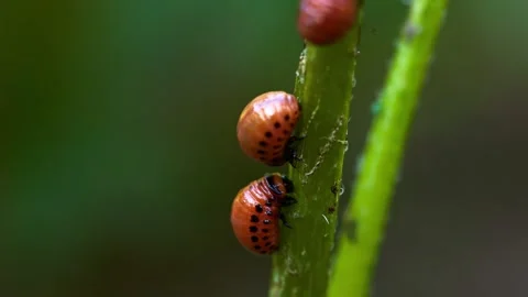 Colorado potato beetle larvae crawling on green stem Stock Footage 340789634