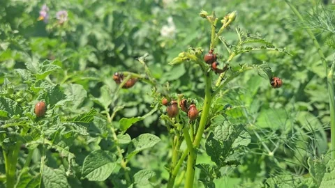 Colorado potato beetle larvae feeding on green potato plant leaves, causing dama Video stock 339155553