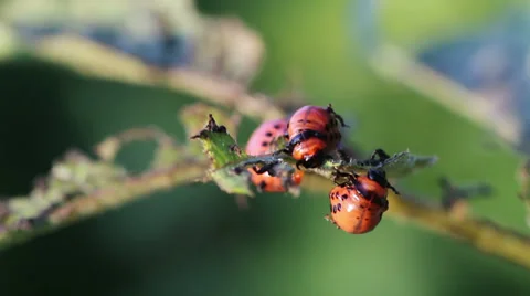 Colorado potato beetle. Larvas Stock Footage 33376541