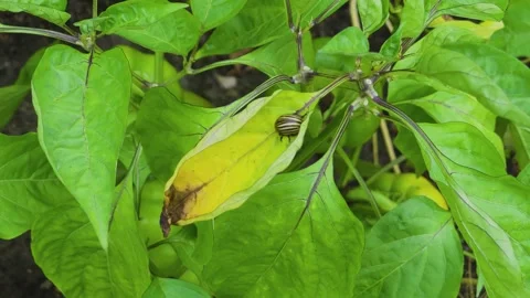 Colorado potato beetle on a leaf Stock Footage 306165801