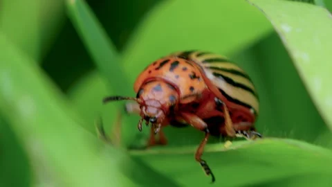 Colorado Potato Beetle on Leaf. Stock Footage 307264892