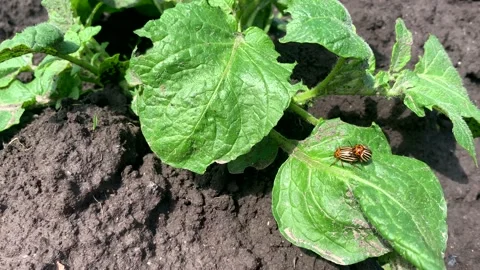 Colorado potato beetle, mating process of Colorado potato beetles. Stock Footage 154823546