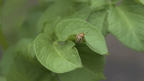 Colorado potato beetle on potato leaves. Colorado potato beetle close-up Vídeos de archivo 202612341