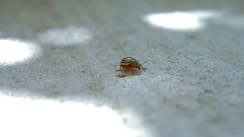 Colorado potato beetle runs on the grey concrete path. Stock Footage