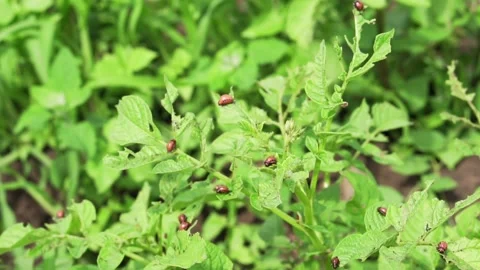 Colorado potato beetles causing damage to agriculture. Stock Footage 135431748