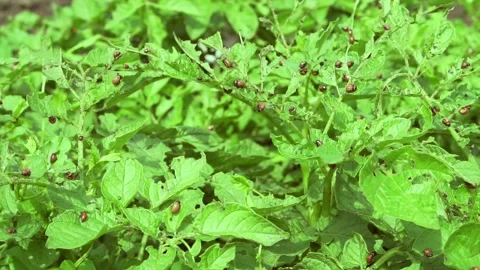 Colorado potato beetles causing damage to agriculture. Stock Footage 135431801