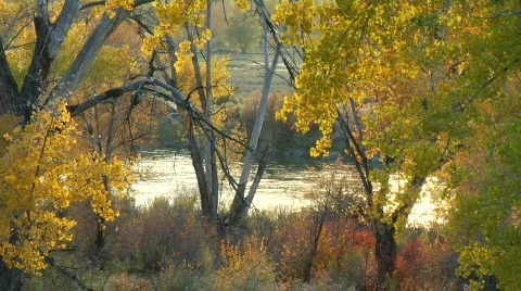 Colorado River behind trees Stock Footage