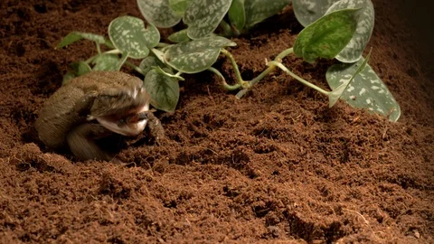 Colorado river toad Bufo alvarius 2 catches cricket with tongue Видео 120353542