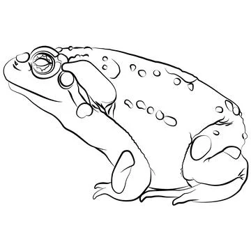 Colorado River Toad of the Colorado River, Bufo alvarius Stock-Illustration