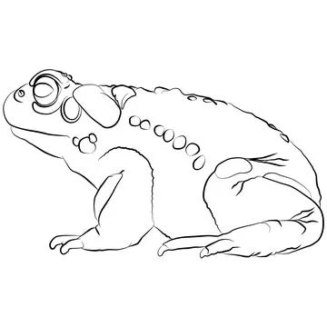 Colorado River Toad of the Colorado River, Bufo alvarius Stock-Illustration
