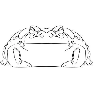Colorado River Toad of the Colorado River, Bufo alvarius Stock-Illustration