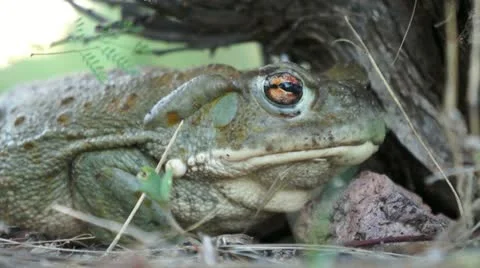 Colorado River Toad Stock Footage 11626939