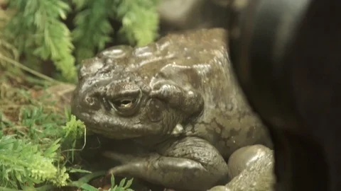Colorado River Toad  Video stock 89248948