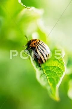 Colorado Striped Beetles - Leptinotarsa Decemlineata Stock Photos