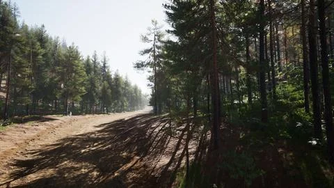 Colorado trail among the pine trees with the mountains Stock Illustration