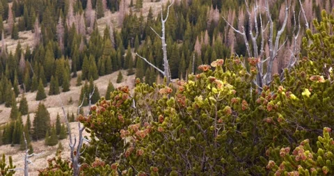 Colorado trees Vídeos de archivo 132345003