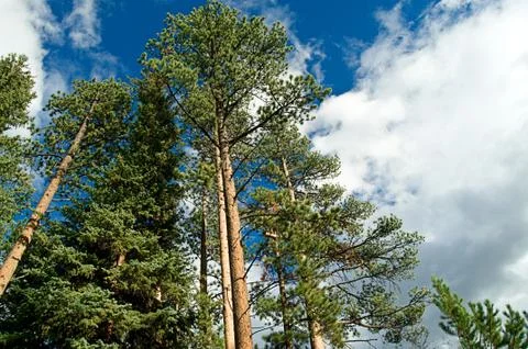 Colorado Trees Stock Photos