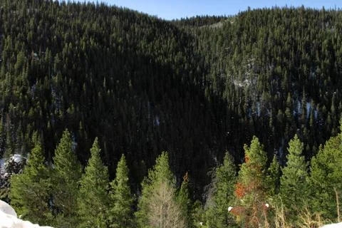 Colorado Trees Stock Photos