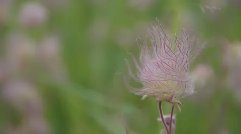 Colorado Wildflowers Stock Footage 51969082