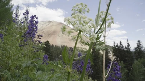 Colorado Wildflowers with Mountain in Background Stock Footage 91662853