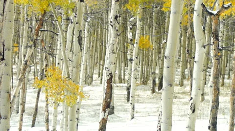 Colorado Winter Stock Footage 31983135