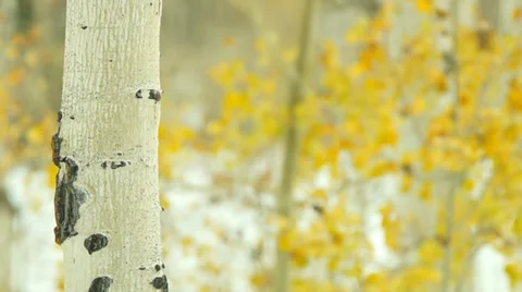 Colorado Winter Stock Footage 32009830