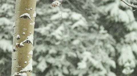 Colorado Winter Stock-Footage 32013997