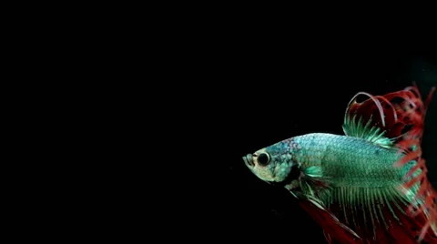 Colordul Siamese fighting fish Stock Footage 68363030