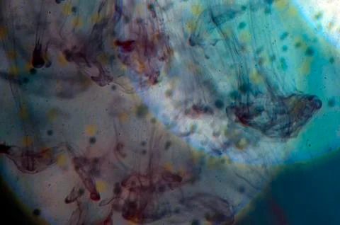 Colored abstractions Stock Photos