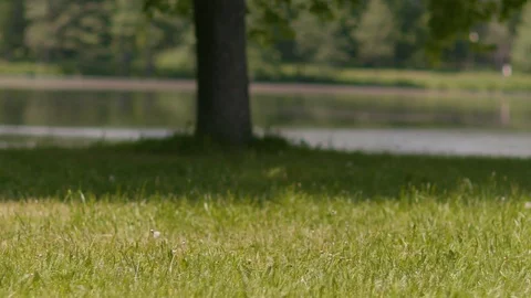 A colored air ball rolling down the grass in a sunny meadow in summer in slow Vídeos de archivo 87098893