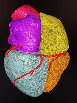 Colored anatomical heart model Photos