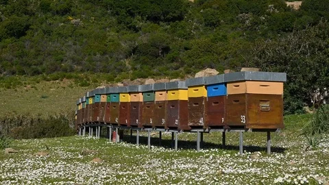 Colored and numbered row of bee hives in a meadow with daisies Stock Footage 105868641