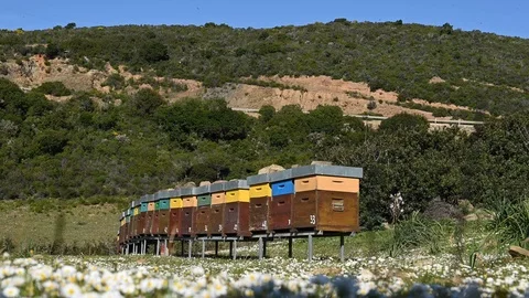 Colored and numbered row of bee hives in a meadow with daisies Vídeo Stock 105870130