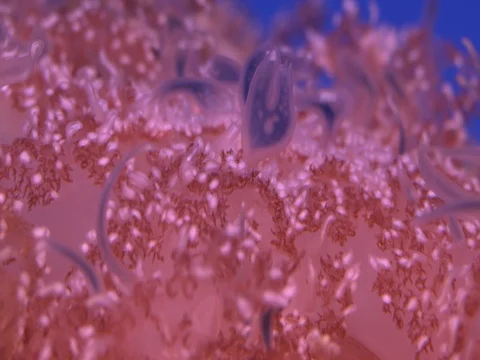 Colored anemones in tank Stock Footage 71379161