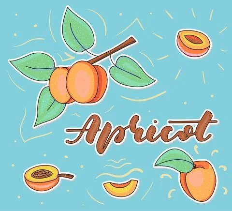 Colored apricot set using doodle art - whole and pieces Illustrazione stock