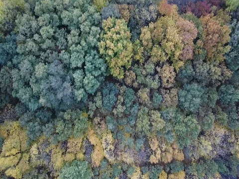 Colored autumn forest Stock Footage 81420354