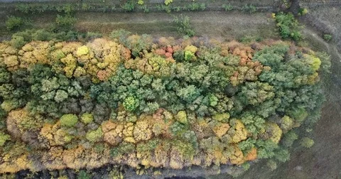 Colored autumn forest Stock Footage 81420439