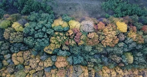 Colored autumn forest Stock Footage 81420461