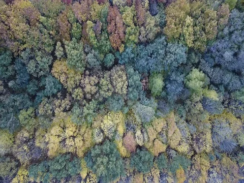 Colored autumn forest Stock Footage 81420464