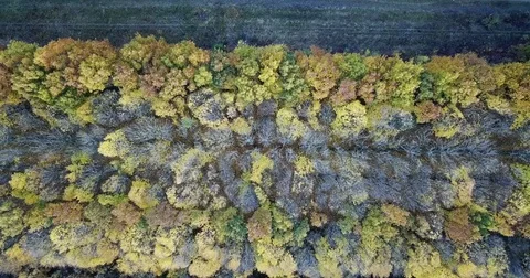 Colored autumn forest Stock Footage 81420504