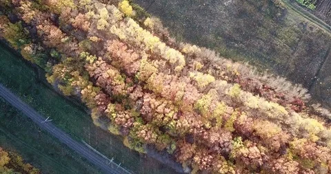 Colored autumn forest Stock Footage 81441682