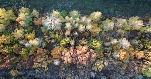 Colored autumn forest Stock Footage 81458149